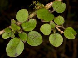 Image: Chris Morse © Landcare Research 2014 